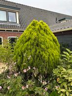 Westerse Levensboom Thuja occidentalis, Tuin en Terras, Ophalen, Bloeit niet, Volle zon, Overige soorten