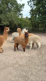 Alpaca hengstje bruin, Dieren en Toebehoren, Overige Dieren, Mannelijk, Na 1 juli 2024