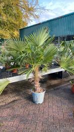 Trachicarpus palm €125 !, Tuin en Terras, Planten | Bomen, 100 tot 250 cm, Zomer, Palmboom, Ophalen