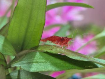 Baby red fire neocaridina rode garnalen 1 eu p stuk beschikbaar voor biedingen
