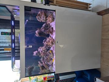 Compleet zeeaquarium incl nieuwe scimmer en high-end lamp! beschikbaar voor biedingen