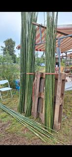 Bamboestokken extra lang, Tuin en Terras, Palen, Balken en Planken, Ophalen, Nieuw, 250 cm of meer, Palen