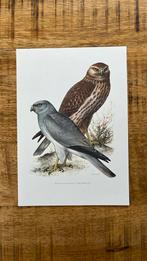 Blauwe kiekendief roofvogel print, Ophalen of Verzenden