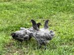 Jonge tamme Australorp kippen Blauw gesekst en ingeënt, Dieren en Toebehoren, Pluimvee, Vrouwelijk, Kip