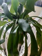 Kamerplant Inc pot, Ophalen, Voorjaar, Volle zon, Knol