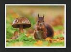 Eekhoorn Sciurus Vulgaris Eekhoorntjesbrood Paddestoel., Verzamelen, Ansichtkaarten | Dieren, Ophalen of Verzenden, 1980 tot heden