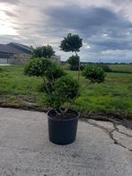 Tuinbonsai's: Bol op stam, spiraal, plateau - Schuinesloot, Ophalen of Verzenden, Overige soorten, Volle zon