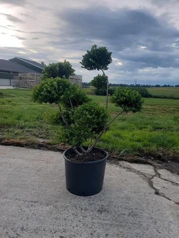 Tuinbonsai's: Bol op stam, spiraal, plateau - Schuinesloot beschikbaar voor biedingen