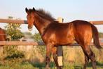 hengstveulen van O’toto vd wimphof, Dieren en Toebehoren, Paarden, Niet van toepassing, Dressuurpaard, 0 tot 2 jaar, Hengst
