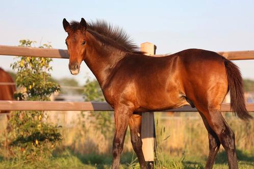 hengstveulen van O’toto vd wimphof, Dieren en Toebehoren, Paarden, Hengst, Niet van toepassing, 170 tot 175 cm, 0 tot 2 jaar, Dressuurpaard