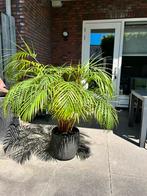 Palm grote plant, Tuin en Terras, Planten | Tuinplanten, Overige soorten, Vaste plant, Ophalen of Verzenden, Bloeit niet