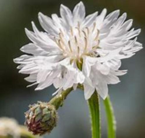 Bio Zaden Korenbloem (wit) - Centaurea cyanus *eetbare bloem, Tuin en Terras, Bloembollen en Zaden, Zaad, Voorjaar, Halfschaduw