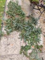 Kerst takken vers., Ophalen of Verzenden