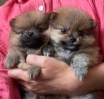 Dwergkees pomeriaan pups, Keeshond, CDV (hondenziekte), 8 tot 15 weken, Meerdere