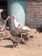 Kalkoenen hen en kuikens, Dieren en Toebehoren, Pluimvee, Meerdere dieren, Kip