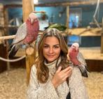 kaketoes va €799, Meerdere dieren, Papegaai, Pratend