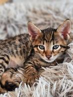 4 kittens Savannah x Britse korthaar, Dieren en Toebehoren, Katten en Kittens | Overige Katten, Meerdere dieren, Kortharig, 0 tot 2 jaar