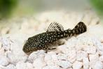 Brusselnose pleco, Vis, Zoetwatervis