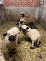 Kudde walliser schwaznase, Meerdere dieren, Schaap