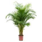 Dypsis Lutescens - Areca Palm g91815