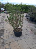 Osmanthus x burkwoodii in pot, Ophalen, Overige soorten, Struik, 100 tot 250 cm
