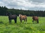 Plek vrij 24/7 voor D/E pony / paard in Maasbree, Dieren en Toebehoren, Stalling en Weidegang, Weidegang, 2 of 3 paarden of pony's