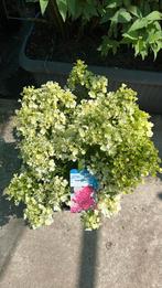 Hydrangea paniculata “Petite Star” dwerg pluimhortensia, Vaste plant, Halfschaduw, Zomer, Ophalen