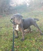 Amerikaanse bulldogs x cane corso, Dieren en Toebehoren, Rabiës (hondsdolheid), 8 tot 15 weken, Meerdere, Meerdere dieren