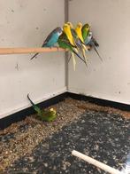 Aangeboden parkieten, Dieren en Toebehoren, Vogels | Parkieten en Papegaaien, Mannelijk, Parkiet