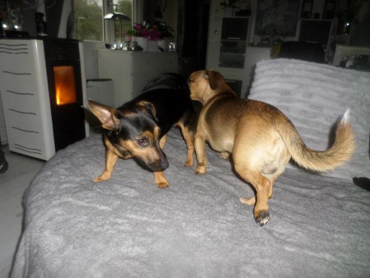 pups, Dieren en Toebehoren, Honden | Jack Russells en Terriërs, Meerdere dieren, Jack Russell Terriër, Particulier, Meerdere, Nederland