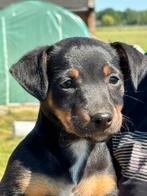 Jack russel pups, Jack Russell Terriër, 8 tot 15 weken, Meerdere, Meerdere dieren