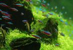 20 kardinaal tetra, Dieren en Toebehoren, Vissen | Aquariumvissen, Vis