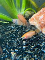 Platy’s, Dieren en Toebehoren, Vis