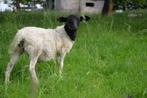 Dorper rammetje, Mannelijk, Schaap