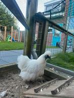 Zijdehoek kriel kip, Dieren en Toebehoren, Vrouwelijk, Kip