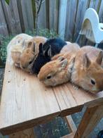 dwergkonijnen, Meerdere dieren, Groot