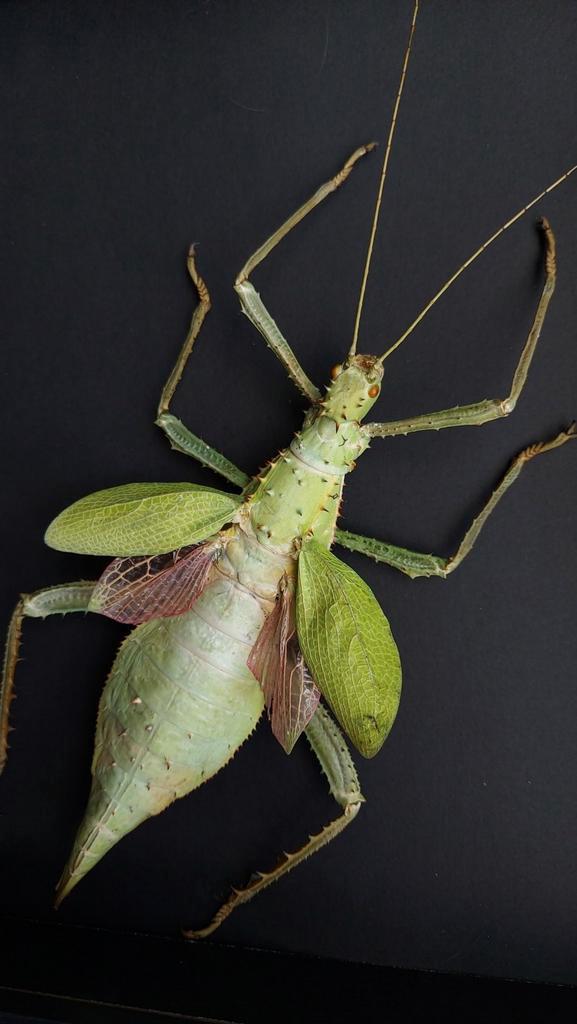 Opgezette jungle nymph wandelende tak, Verzamelen, Dierenverzamelingen, Opgezet dier, Insect, Ophalen of Verzenden