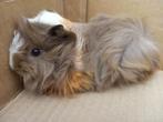 Alpaca en peruvian cavia's, Dieren en Toebehoren, Knaagdieren, Cavia, Mannelijk, Juli, Tam