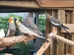 Twee koppels bleekmasker gezoomd valkparkieten overjarig, Dieren en Toebehoren, Vogels | Parkieten en Papegaaien, Meerdere dieren