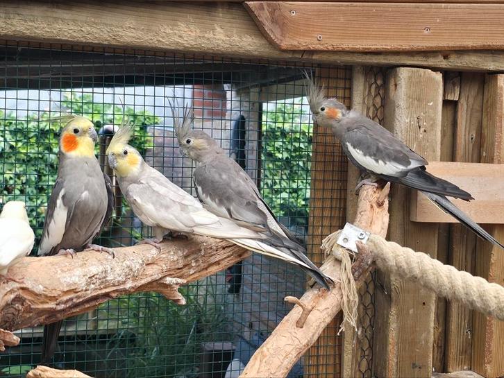 Twee koppels bleekmasker gezoomd valkparkieten overjarig, Dieren en Toebehoren, Vogels | Parkieten en Papegaaien, Parkiet, Meerdere dieren