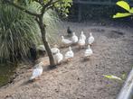 Hollandse kwakers, Dieren en Toebehoren, Pluimvee, Mannelijk, Kip