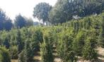 Taxus Baccata boompjes, Tuin en Terras, Planten | Bomen, Bloeit niet, Halfschaduw, Minder dan 100 cm, Overige soorten