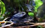 Corydoras pygmaeus - Dwergpantsermeerval, Dieren en Toebehoren, Vis, Zoetwatervis