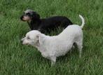 WINNIE LIEF SPEELS, TEEFJE, MALTIPOO,  ZOEKT WARM THUIS, Dieren en Toebehoren, Honden | Chihuahua's en Gezelschapshonden, 6 jaar of ouder