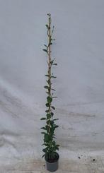 Toscaanse jasmijn in de maat 100/125 €12,99en 125/150€14,95, Tuin en Terras, Ophalen of Verzenden, Overige soorten, 100 tot 250 cm