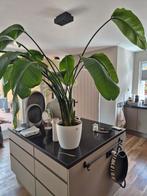 Strelitzia, Ophalen of Verzenden, Overige soorten, 150 tot 200 cm