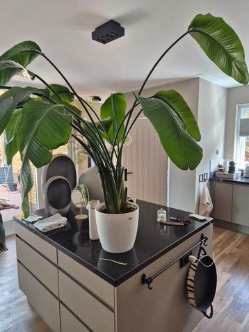 Strelitzia  beschikbaar voor biedingen