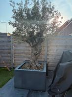 Olijf bomen met antraciete pot, Tuin en Terras, Planten | Bomen, 100 tot 250 cm, Olijfboom, Zomer, Ophalen
