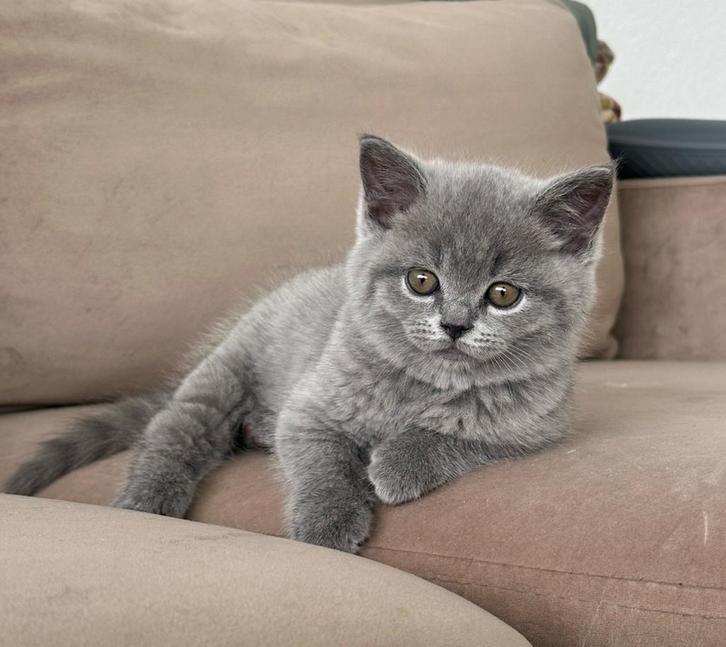 Laatste over - Raszuiver Britse Korthaar kitten poesje, Dieren en Toebehoren, Katten en Kittens | Raskatten | Korthaar, Meerdere dieren