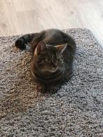 Kat, Poes